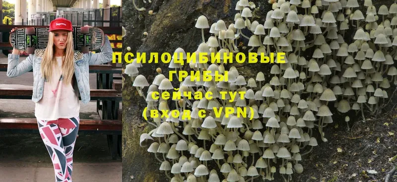 Псилоцибиновые грибы Psilocybe  Новокубанск 